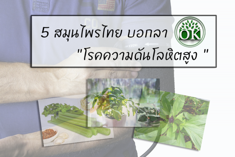 โรคความดันโลหิตสูง , ok herbs, คุณธนอรรถ ตรีธิติธัญ