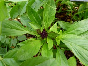 โรคความดันโลหิตสูง , ok herbs, คุณธนอรรถ ตรีธิติธัญ , ocimum-basilicum