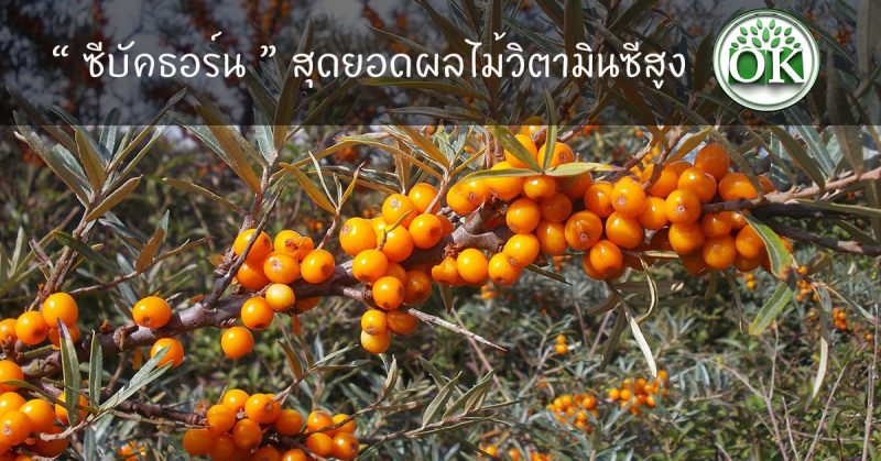ซีบัคธอร์น สุดยอดผลไม้ให้วิตามินซีสูงกว่าส้ม 10 เท่า