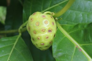 noni-329500_960_720