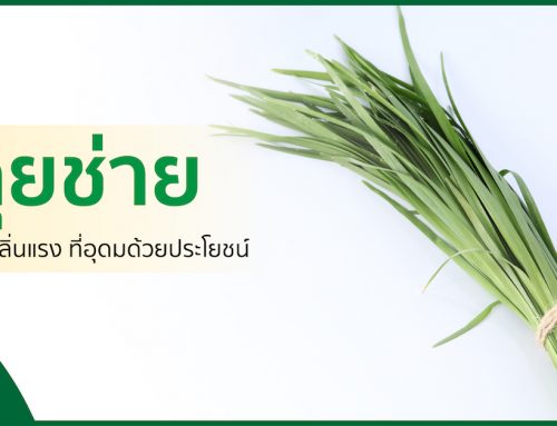 กุยช่าย พืชกลิ่นแรง ที่อุดมด้วยประโยชน์
