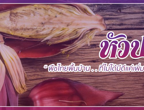 หัวปลี พืชไทยพื้นบ้านที่ไม่ได้มีดีแค่เพิ่มน้ำนม