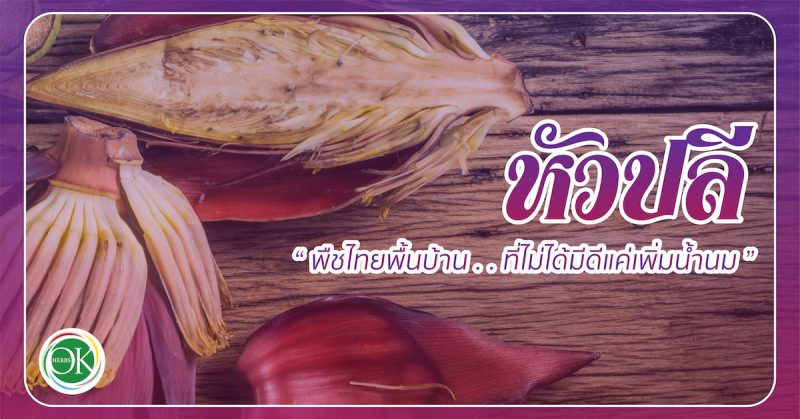หัวปลี พืชไทยพื้นบ้านที่ไม่ได้มีดีแค่เพิ่มน้ำนม