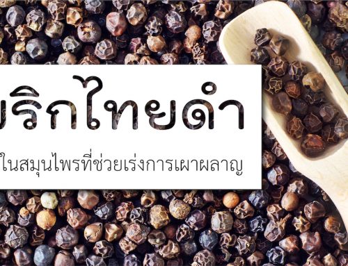 พริกไทยดำ หนึ่งในสมุนไพรที่ช่วงเร่งการเผลาผลาญ