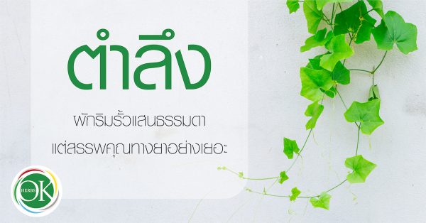 ตำลึง ผักริมรั้วแสนธรรมดา แต่สรรพคุณทางยา